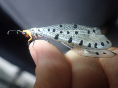 Myrmeleon erythrocephalus