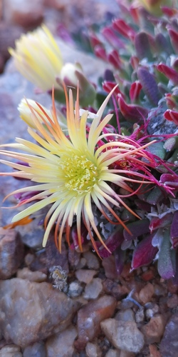 Cheiridopsis umbrosa