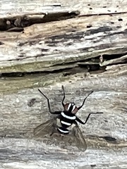 Trigonospila cingulata