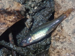 Hypseleotris galii