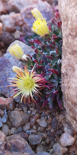Cheiridopsis umbrosa