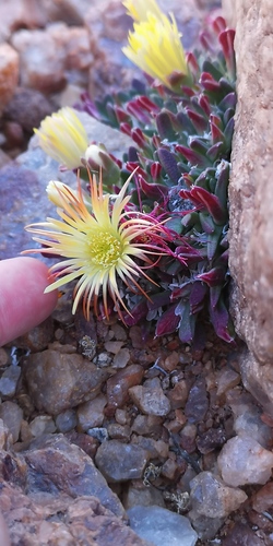 Cheiridopsis umbrosa