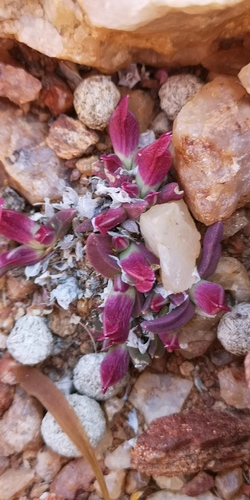 Cheiridopsis umbrosa