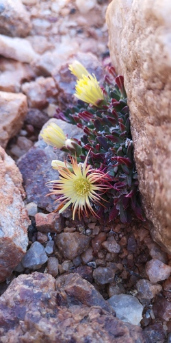 Cheiridopsis umbrosa