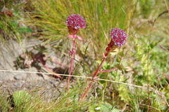 Hylotelephium anacampseros