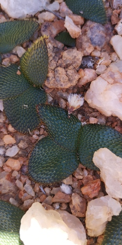Brunsvigia namaquana
