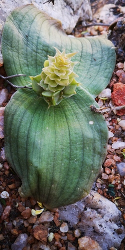 Massonia bifolia