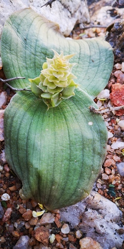 Massonia bifolia