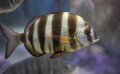 Diplodus hottentotus