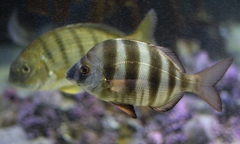Diplodus hottentotus