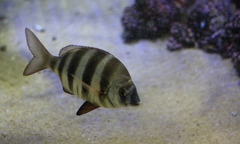 Diplodus hottentotus