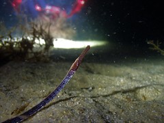 Mitotichthys meraculus