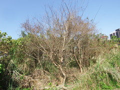 Lagerstroemia subcostata