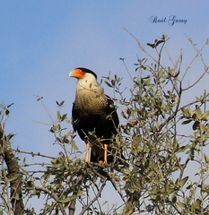 Caracara plancus