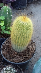 Parodia lenninghausii