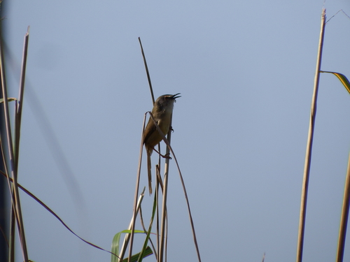 Yellow-bellied Prinia (Prinia flaviventris), photo 4