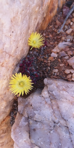 Cheiridopsis meyeri