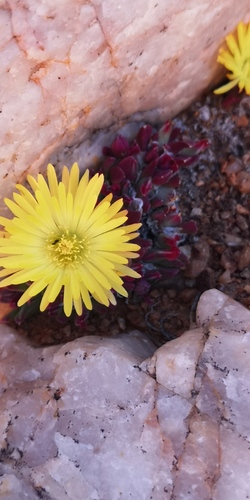Cheiridopsis meyeri