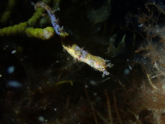 Idiotropiscis australe