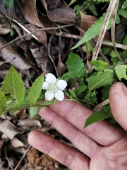 Rubus hirsutus