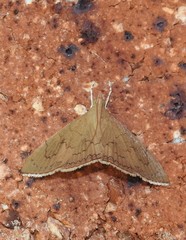 Hyalobathra crenulata