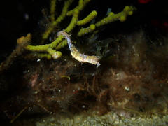Idiotropiscis australe