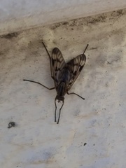 Rhagio atlanticus