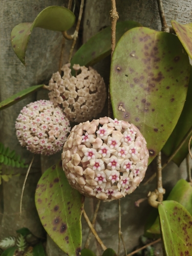 Hoya parasitica