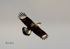 Caracara plancus