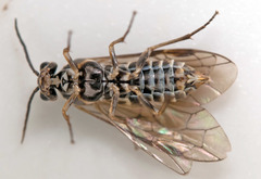 Empria candidata