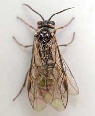 Empria candidata