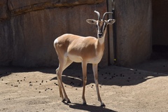 Nanger soemmerringii