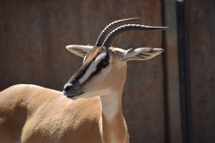 Nanger soemmerringii