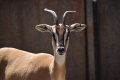 Nanger soemmerringii