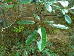 Daphniphyllum himalaense