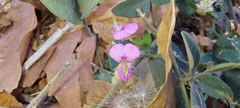 Desmodium