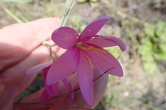 Hesperantha baurii