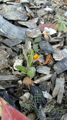 Calendula arvensis