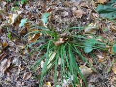 Carex digitata
