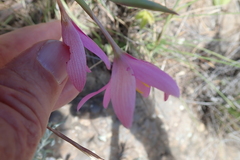 Hesperantha baurii