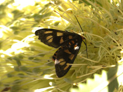 Amata annulata