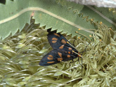 Amata annulata