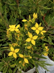 Kalanchoe laciniata