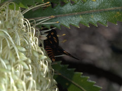 Amata annulata