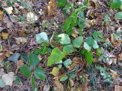 Rubus saxatilis