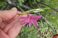 Hesperantha baurii