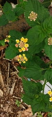 Lantana camara