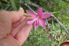 Hesperantha baurii