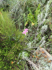 Hesperantha baurii