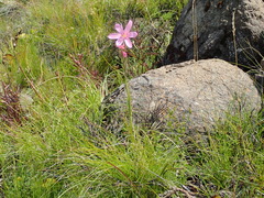 Hesperantha baurii